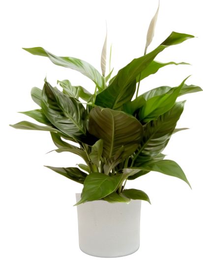 Pianta di Spatifillo o Spathiphyllum in un vaso di ceramica con boccioli fiori bianchi