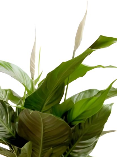 Pianta di Spatifillo o Spathiphyllum dettaglio foglie e fiori