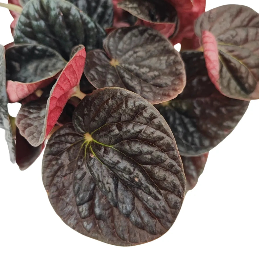 Kokedama di peperomia chocolat - i Giardini di Giulia 