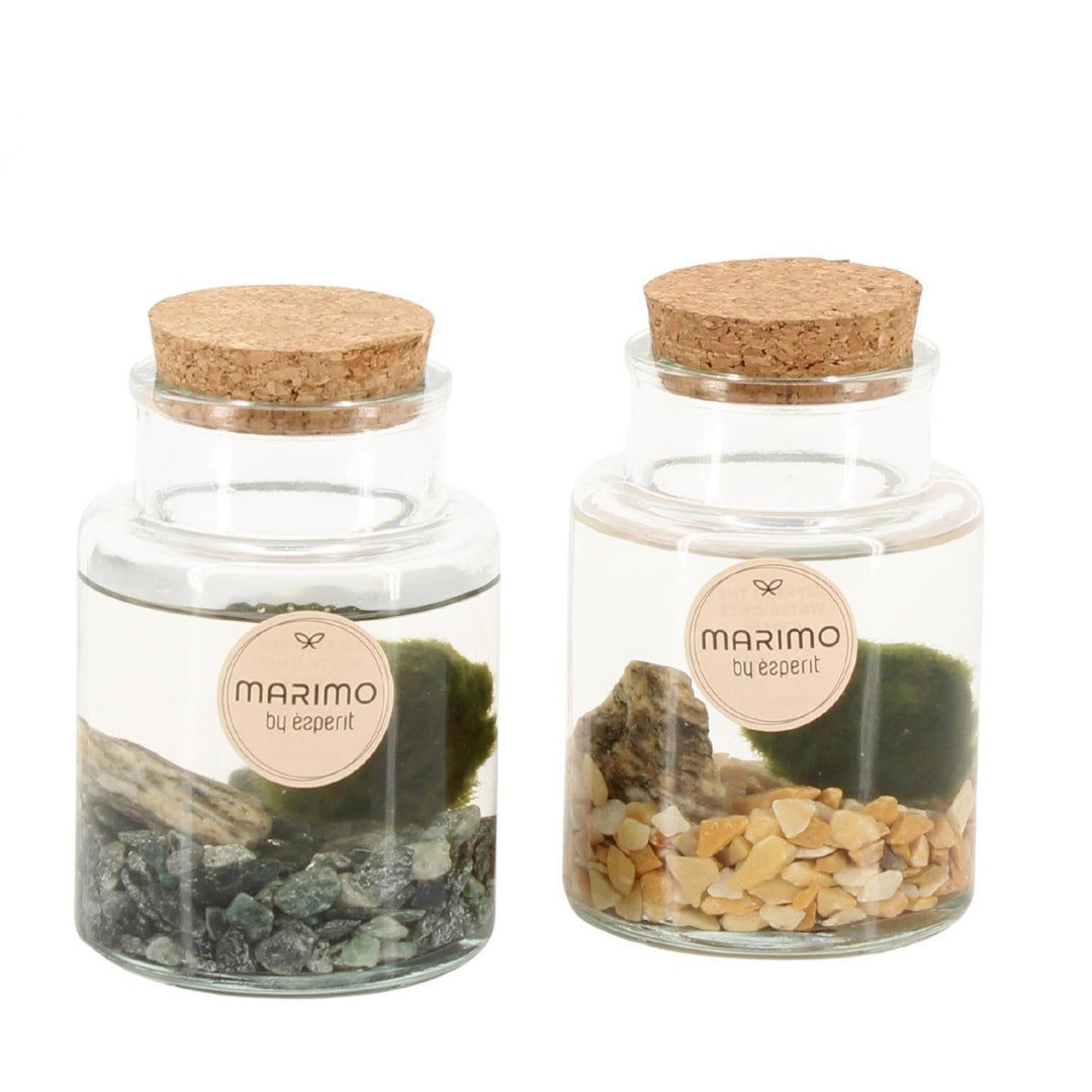 Marimo H. 10 cm D. 7 cm