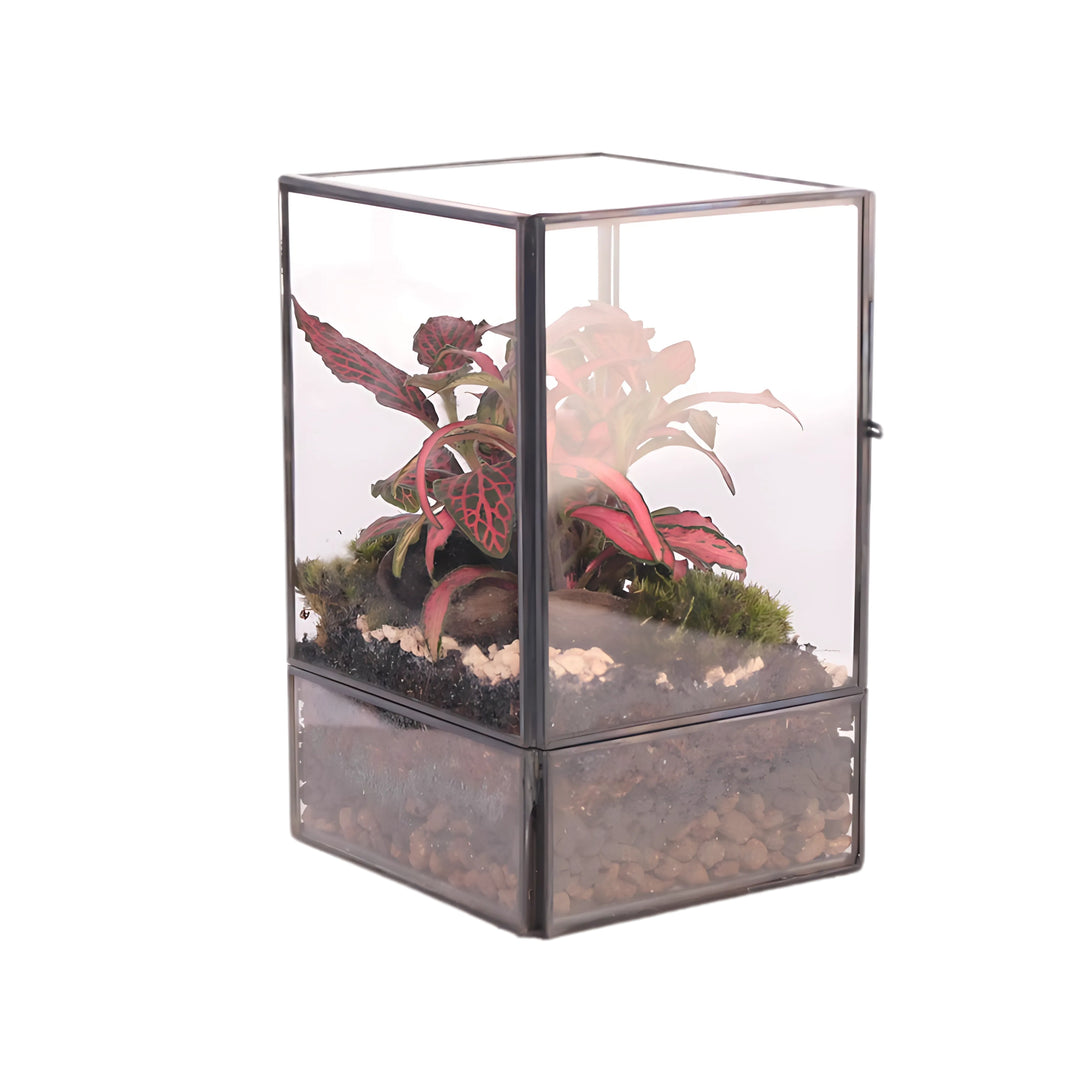 Foto Terrarium con piante verdi in vetro trasparente, dimensioni 10x9x15 cm.