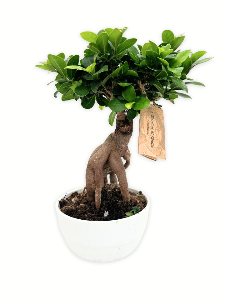 immagine mostra foto di Bonsai Ficus Ginseng in vaso Novara di ceramica bianca con foglie verdi smeraldo su sfondo chiaro