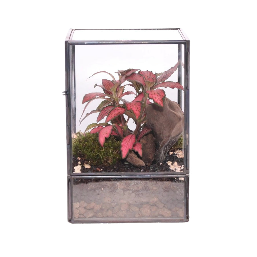 Foto Terrarium con piante verdi in vetro trasparente, dimensioni 10x9x15 cm.