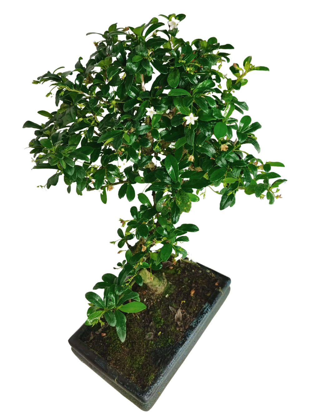 Bonsai Carmona S-Shape 40 cm in vaso decorativo, foglie verdi fitte e fioritura bianca, bonsai elegante da interno per scrivania, mensola e soggiorno – I Giardini di Giulia