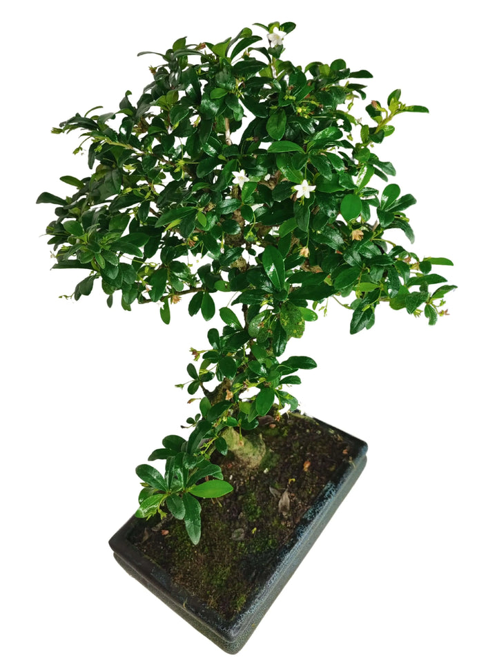 Bonsai Carmona S-Shape 40 cm in vaso decorativo, foglie verdi fitte e fioritura bianca, bonsai elegante da interno per scrivania, mensola e soggiorno – I Giardini di Giulia