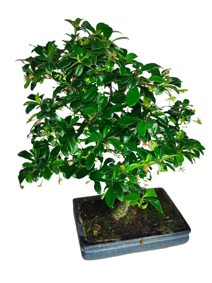  Bonsai Carmona S-Shape in vaso ceramica blu, altezza 40 cm, tronco sinuoso e armonioso, pianta ornamentale per interni, perfetta per arredamento moderno – I Giardini di Giulia