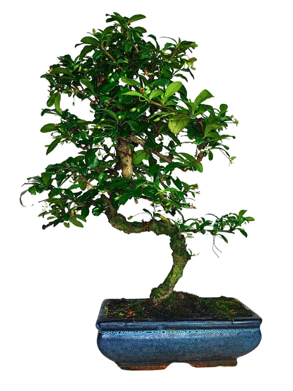 Bonsai Carmona S Shape altezza 40 cm