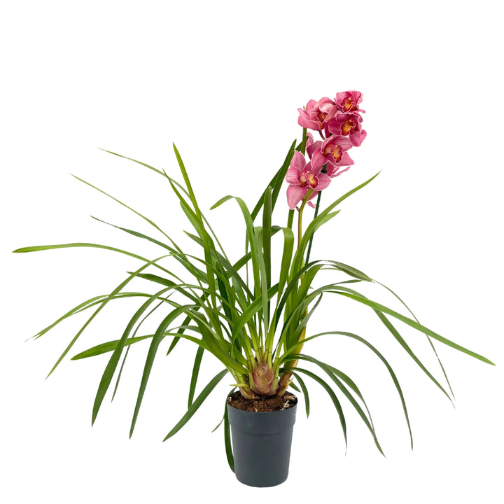 Pianta singola Cymbidium rosa intenso in vaso nero

