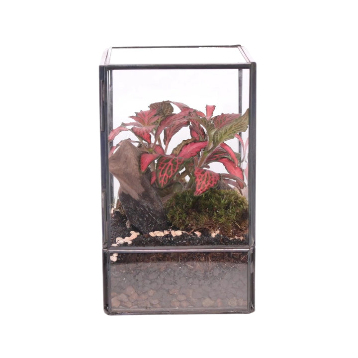 Foto Terrarium con piante verdi in vetro trasparente, dimensioni 10x9x15 cm.