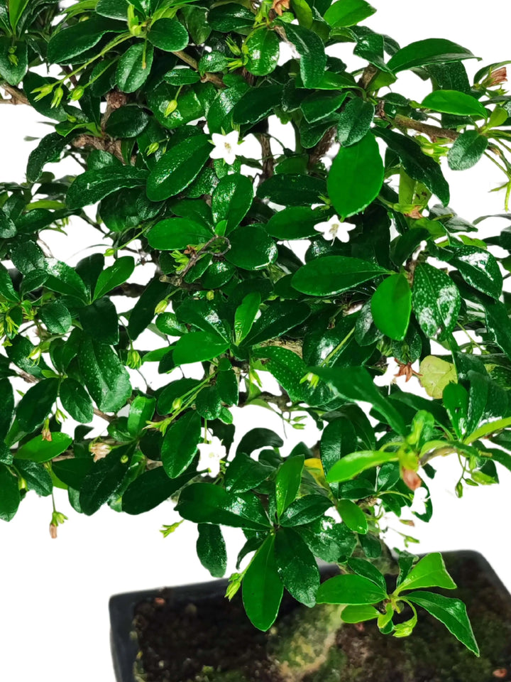 Bonsai Carmona S-Shape in vaso ceramica, altezza 40 cm, foglie verdi lucide e fiori bianchi delicati, pianta da interno decorativa, ideale per casa e ufficio – I Giardini di Giulia