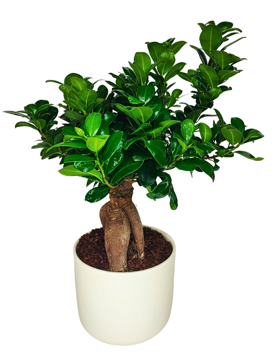 immagine di un Bonsai Ficus Ginseng in vaso con foglie verdi e lucide tutto su sfondo bianco 