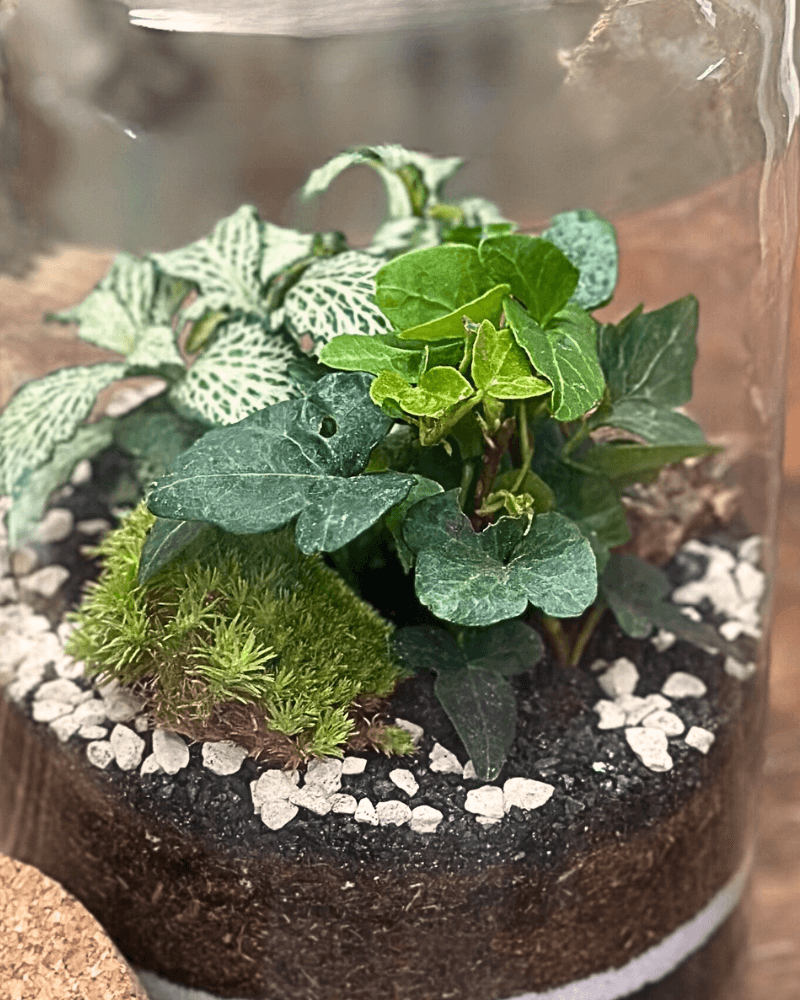 Terrarium Esotico Mini Giardino 015A