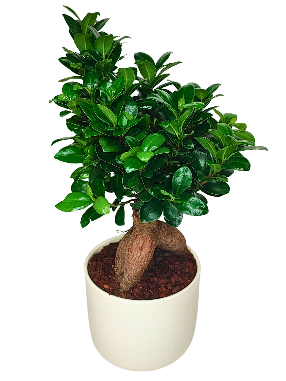 immagine di un Bonsai Ficus Ginseng in vaso con foglie verdi e lucide tutto su sfondo bianco 