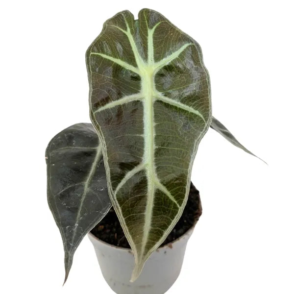 Mini alocasia polly