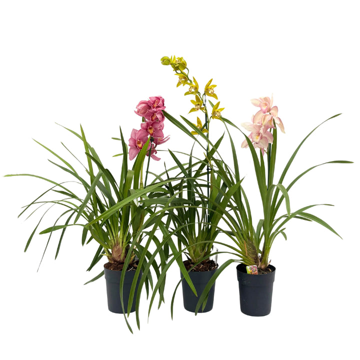 Tre piante Cymbidium colorate in vaso: rosa, gialla e rosa chiaro

