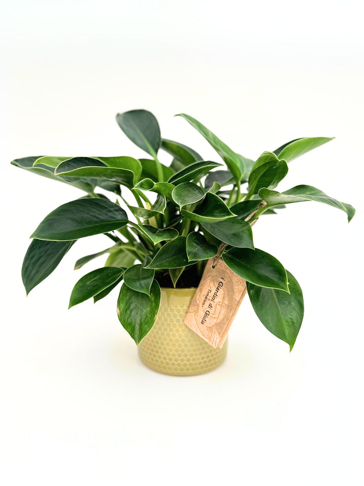 Philodendron Green Princess