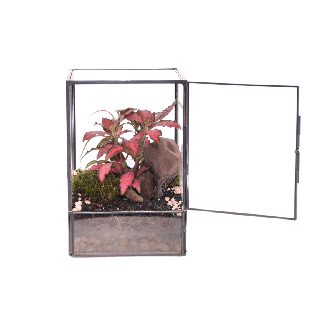 Foto Terrarium con piante verdi in vetro trasparente, dimensioni 10x9x15 cm.