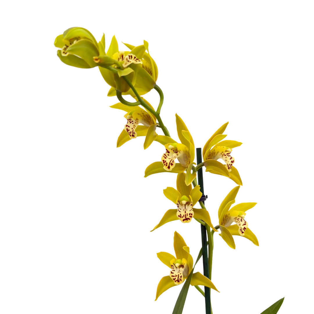 Orchidea Cymbidium gialla con fiori decorativi e foglie verdi

