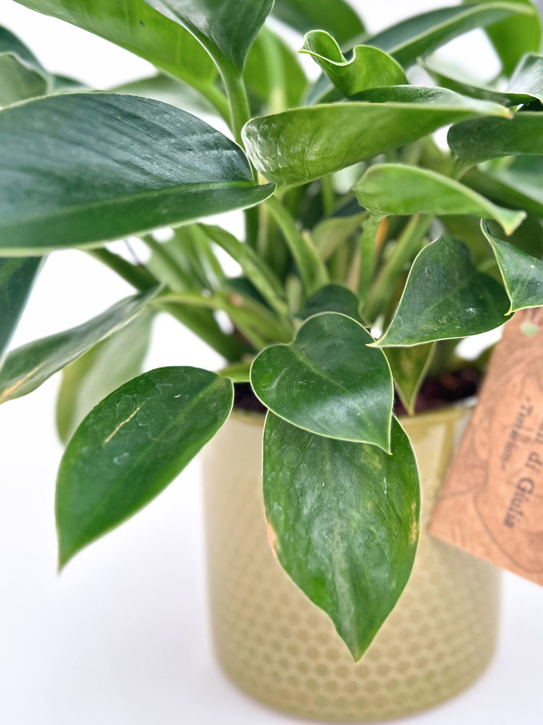 Philodendron Green Princess