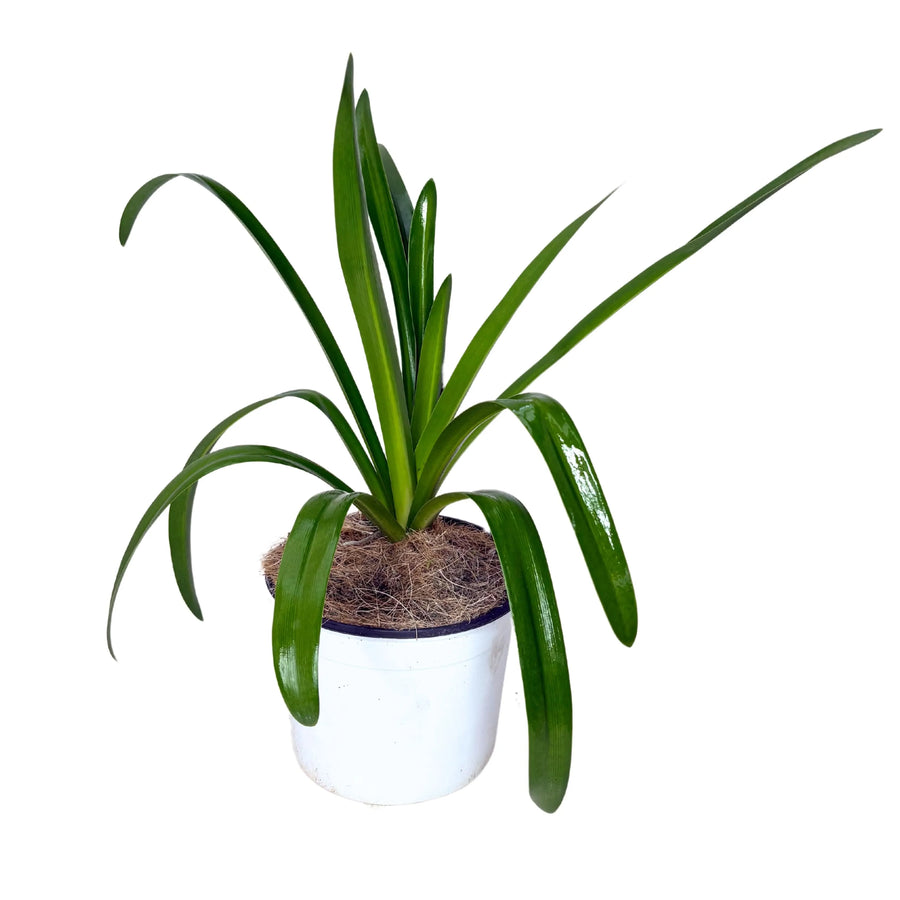 Agapanthus Africanus in vaso bianco, con foglie verdi lucide – vista frontale