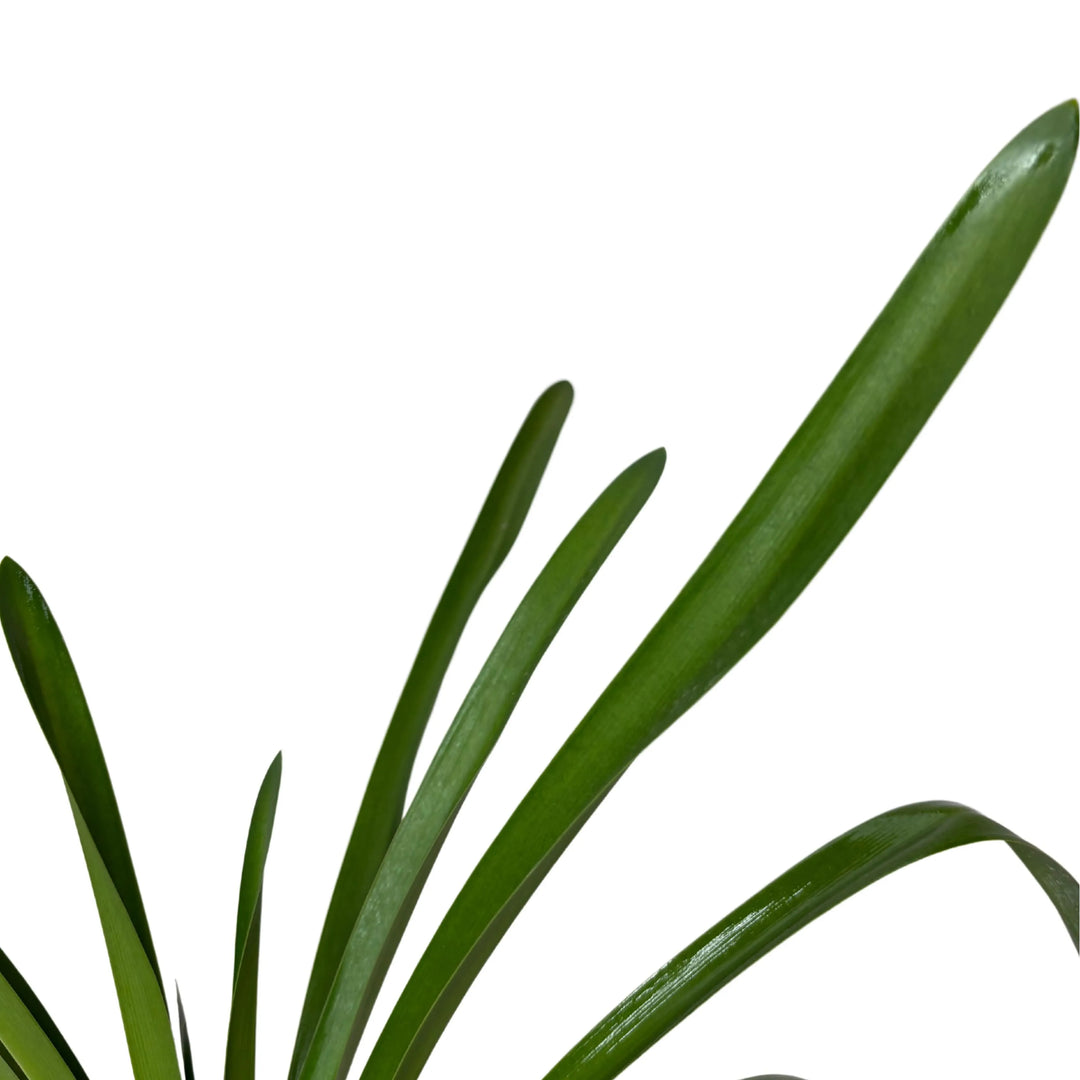 Dettaglio delle foglie verdi sottili e allungate dell’Agapanthus