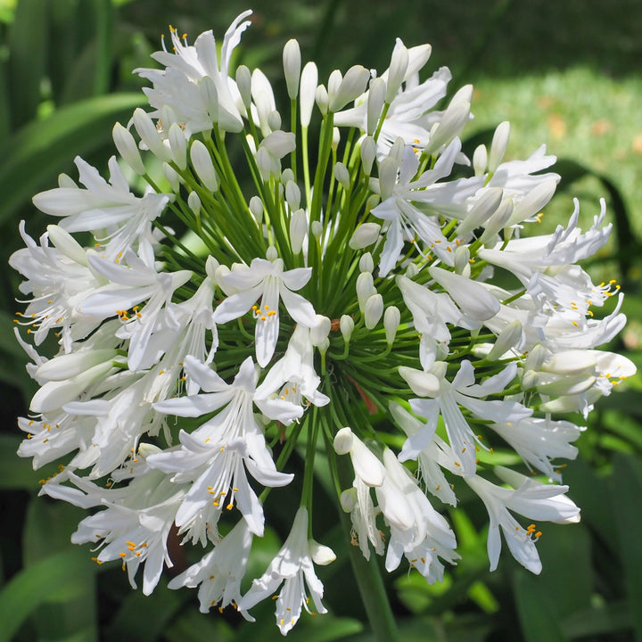 Infiorescenza a ombrello con fiori bianchi dell’Agapanthus Africanus