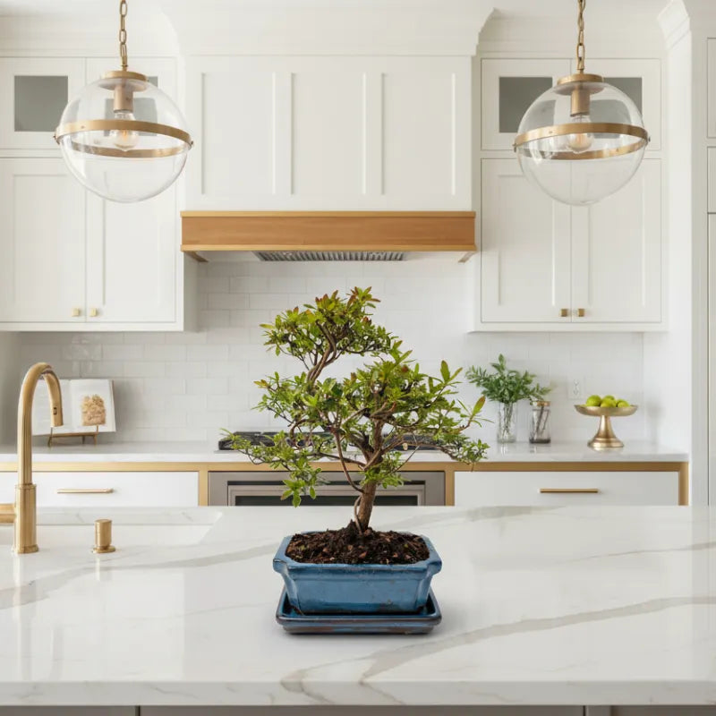 Bonsai Rhododendron Indicum - dettaglio dei fiori rosa e foglie lucide