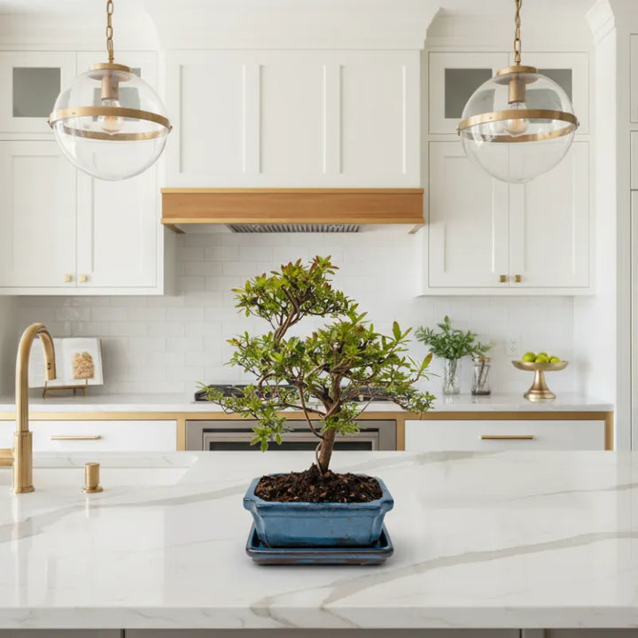 Bonsai Rhododendron Indicum - dettaglio dei fiori rosa e foglie lucide