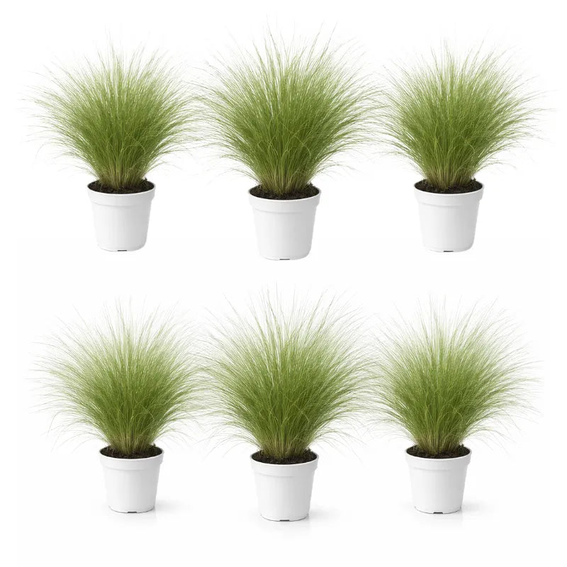 Stipa Tenuissima cura - pianta in un contesto di giardino roccioso con esposizione al sole