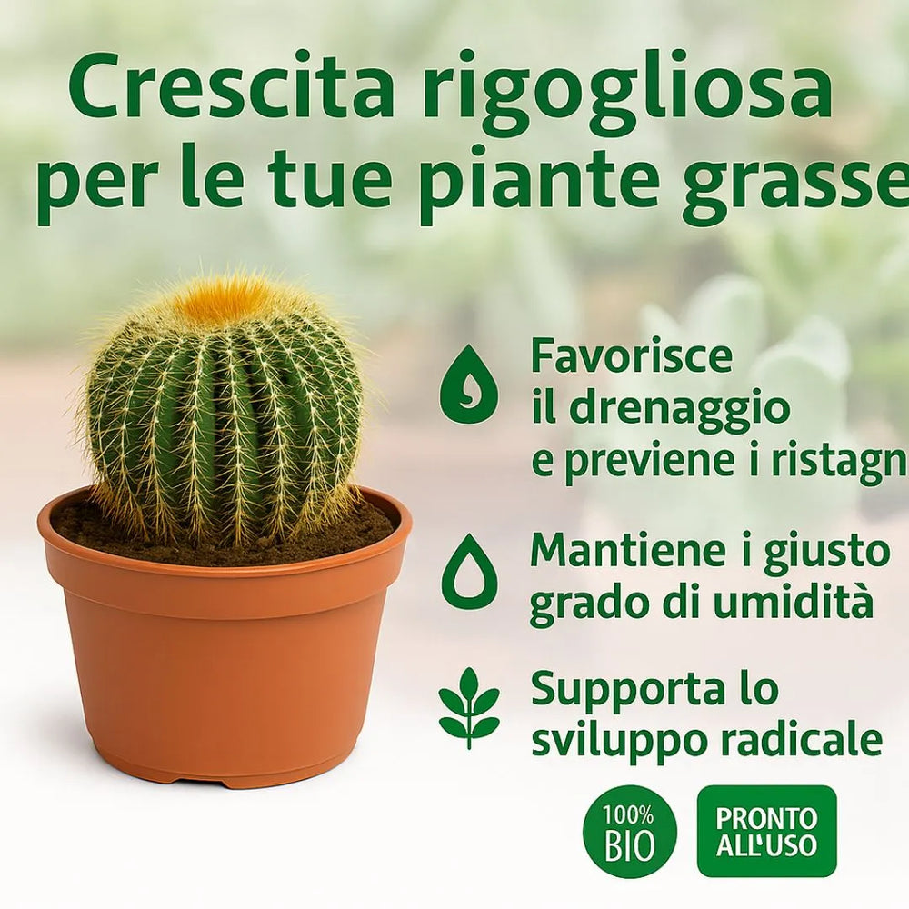 Cactus coltivato in vaso con terriccio specifico per piante grasse, che favorisce drenaggio, umidità equilibrata e sviluppo radicale.