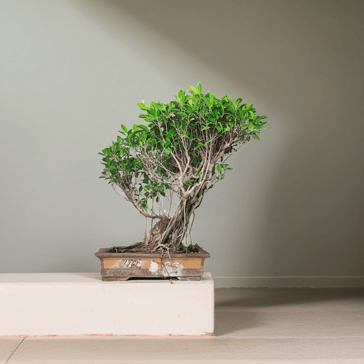 Bonsai Ficus Retusa - Altezza Pianta 80 cm, Vaso di Ceramica 50x33 cm