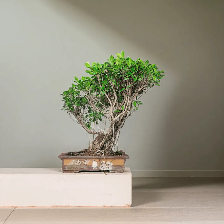 Bonsai Ficus Retusa 80 cm fotografato in ambiente minimalista, con radici aeree intrecciate e vaso in ceramica, pianta d’arredo per interni eleganti.