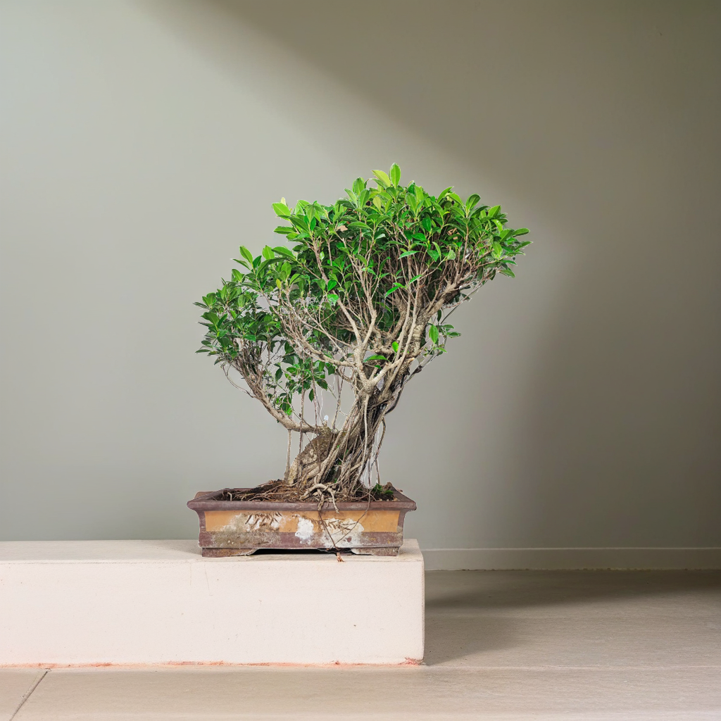 Un bonsai di Ficus è posizionato su un piedistallo di cemento, illuminato da una luce naturale che proviene dall'alto a sinistra, creando un'ombra morbida sullo sfondo grigio chiaro. Il bonsai ha una forma inclinata, con una chioma verdeggiante e rami intricati che si estendono a destra, mentre le radici aeree avvolgono il tronco principale. Il vaso rettangolare di terracotta è visibilmente invecchiato, con macchie che ne testimoniano l'età e l'autenticità. L'intero ambiente trasmette una sensazione di calm