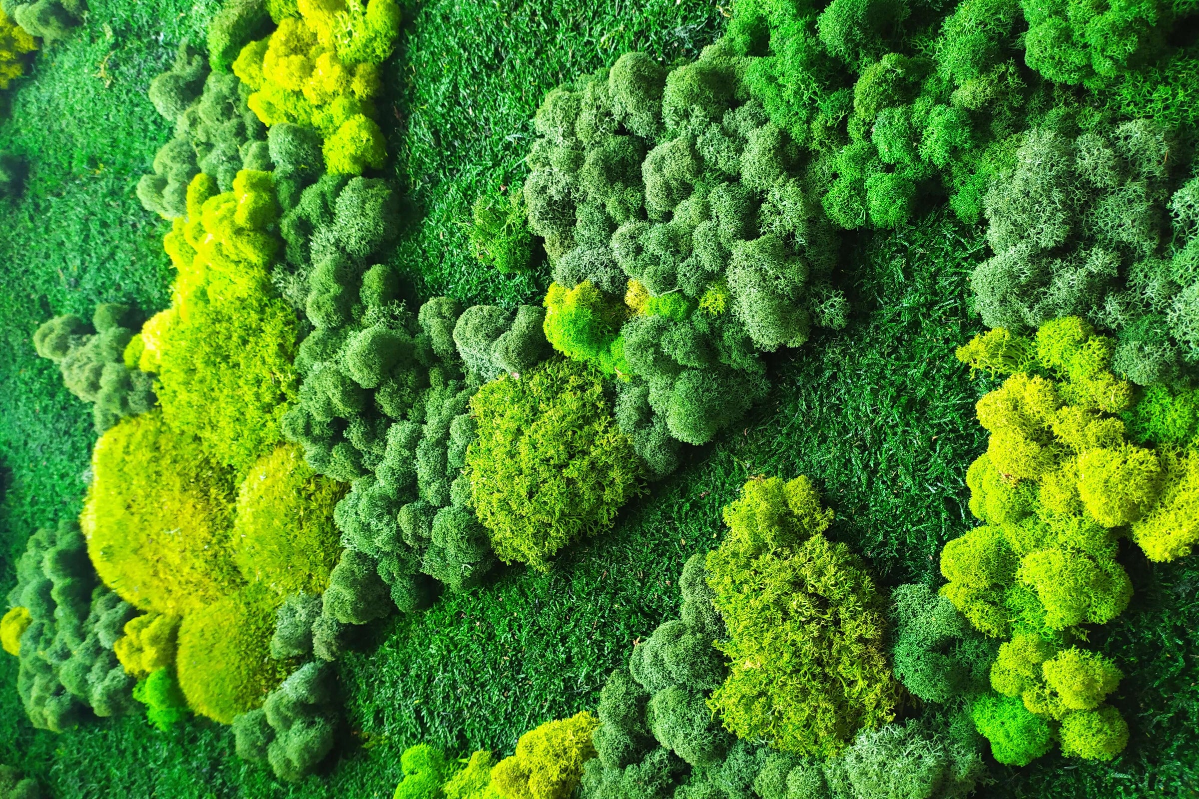 Verde stabilizzato decorativo a parete , tonalità di verde chiaro e scuro creato con muschi e licheni