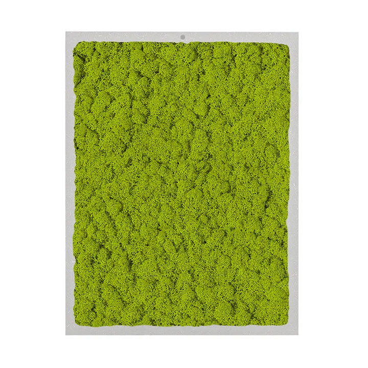 immagine mostra un quadro rettangolare di licheni di colore verde chiaro 