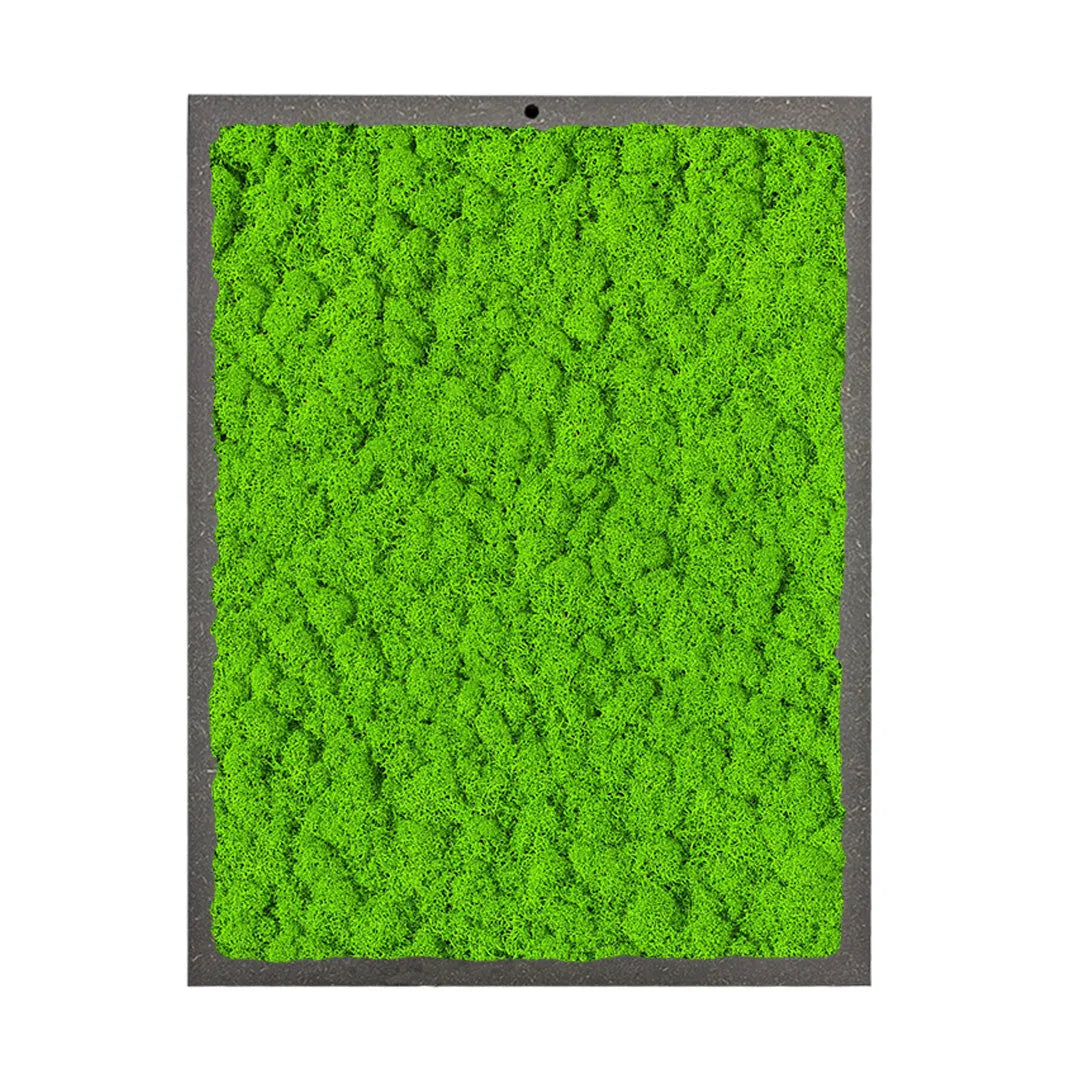 immagine mostra un quadro rettangolare con licheni di colore verde chiaro 