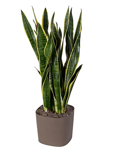 Sansevieria Laurentii - Altezza Pianta 80 cm - i Giardini di Giulia 