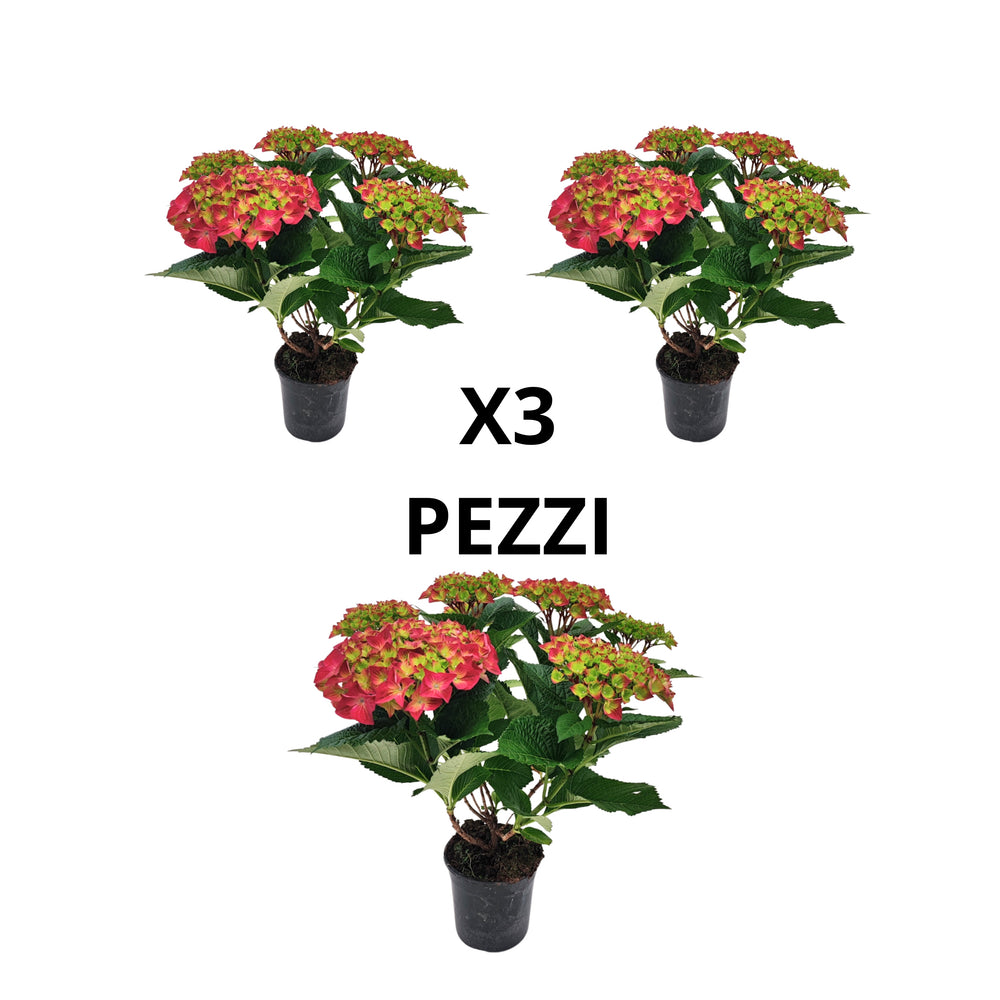 Foto illustrativa del set di 3 Ortensie