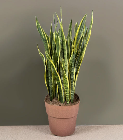 L'immagine mostra una pianta di Sansevieria trifasciata (Lingua di suocera) in un vaso marrone, con foglie lunghe, erette e affusolate. Le foglie presentano una colorazione verde scura con striature orizzontali più chiare e un bordo giallo brillante. La pianta è collocata su una superficie piatta e ha uno sfondo neutro che mette in risalto il suo aspetto elegante e moderno.