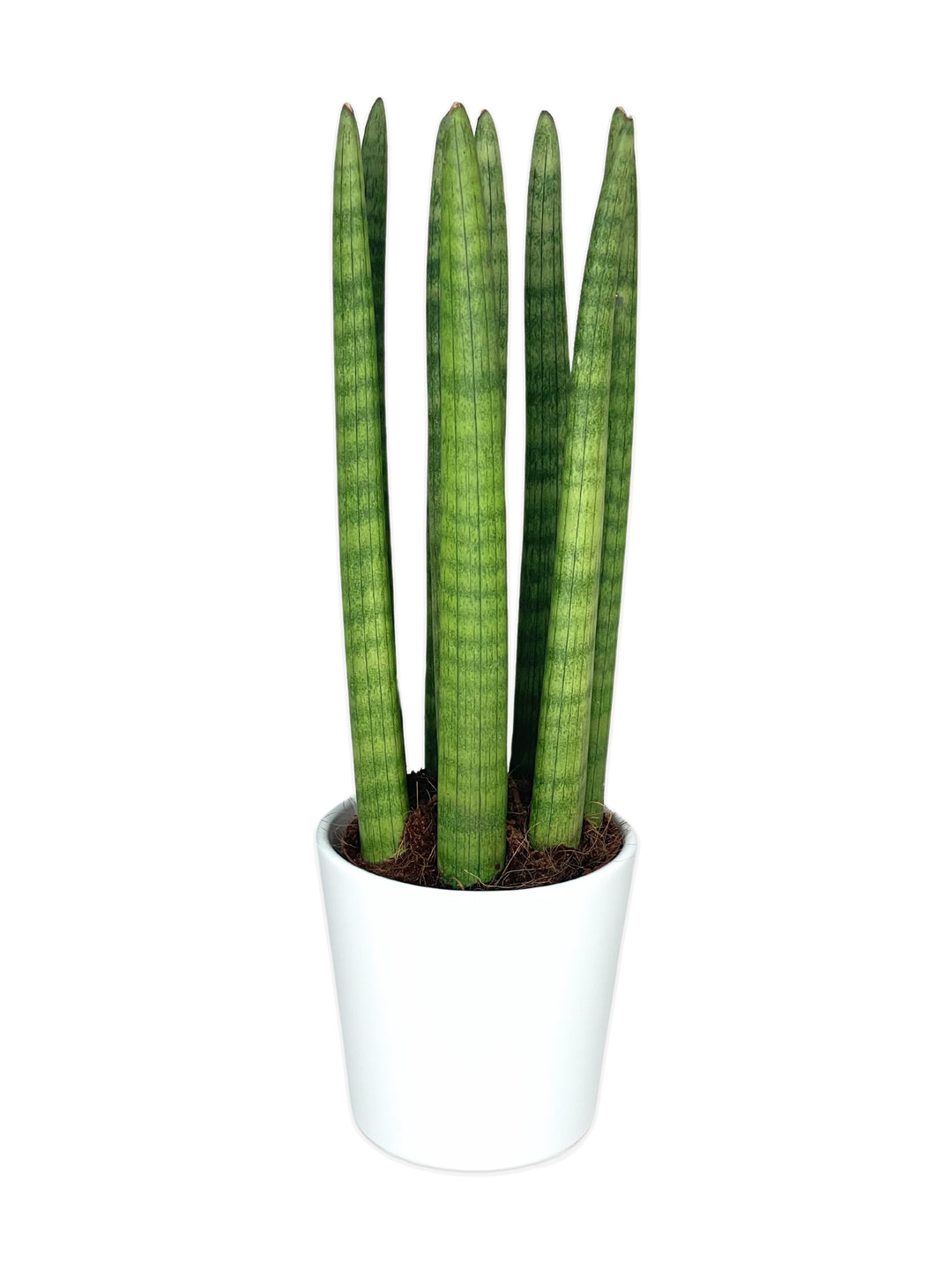 Questa immagine raffigura una Sansevieria cylindrica, una pianta caratterizzata da foglie verticali, lunghe e cilindriche di colore verde, piantata in un vaso bianco. La Sansevieria è una pianta molto apprezzata per la sua resistenza e capacità di adattarsi a diverse condizioni ambientali, ideale sia per interni che per esterni grazie alla sua capacità di sopravvivere con poca acqua e luce.