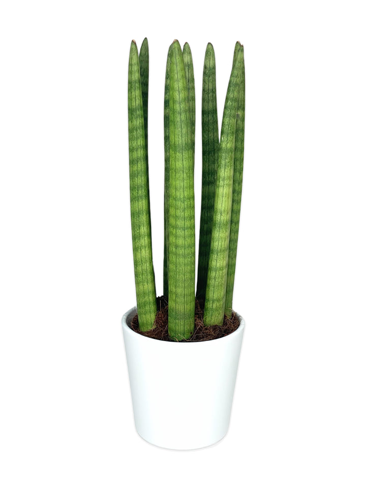 Questa immagine raffigura una Sansevieria cylindrica, una pianta caratterizzata da foglie verticali, lunghe e cilindriche di colore verde, piantata in un vaso bianco. La Sansevieria è una pianta molto apprezzata per la sua resistenza e capacità di adattarsi a diverse condizioni ambientali, ideale sia per interni che per esterni grazie alla sua capacità di sopravvivere con poca acqua e luce.