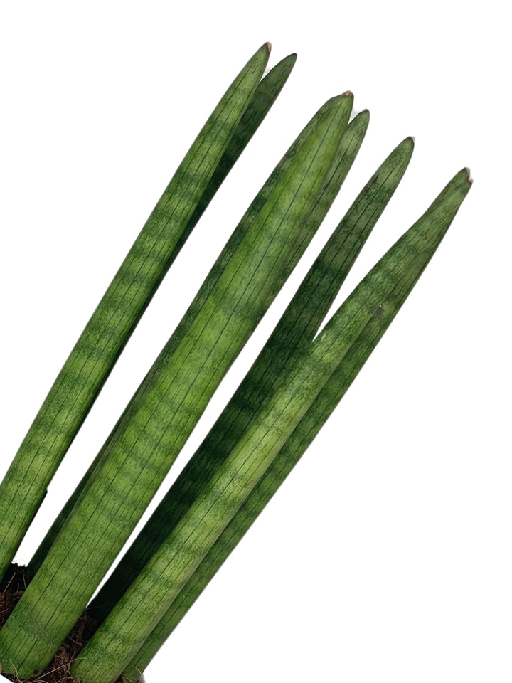 Questa immagine mostra un dettaglio delle foglie della Sansevieria cylindrica, evidenziando la loro forma cilindrica allungata e il colore verde intenso con lievi sfumature. Le foglie sono caratterizzate da una texture uniforme con venature leggermente più scure. Questa pianta è molto apprezzata per la sua estetica moderna e minimale, oltre che per la sua facilità di manutenzione, che la rende una scelta popolare per arredamenti interni.