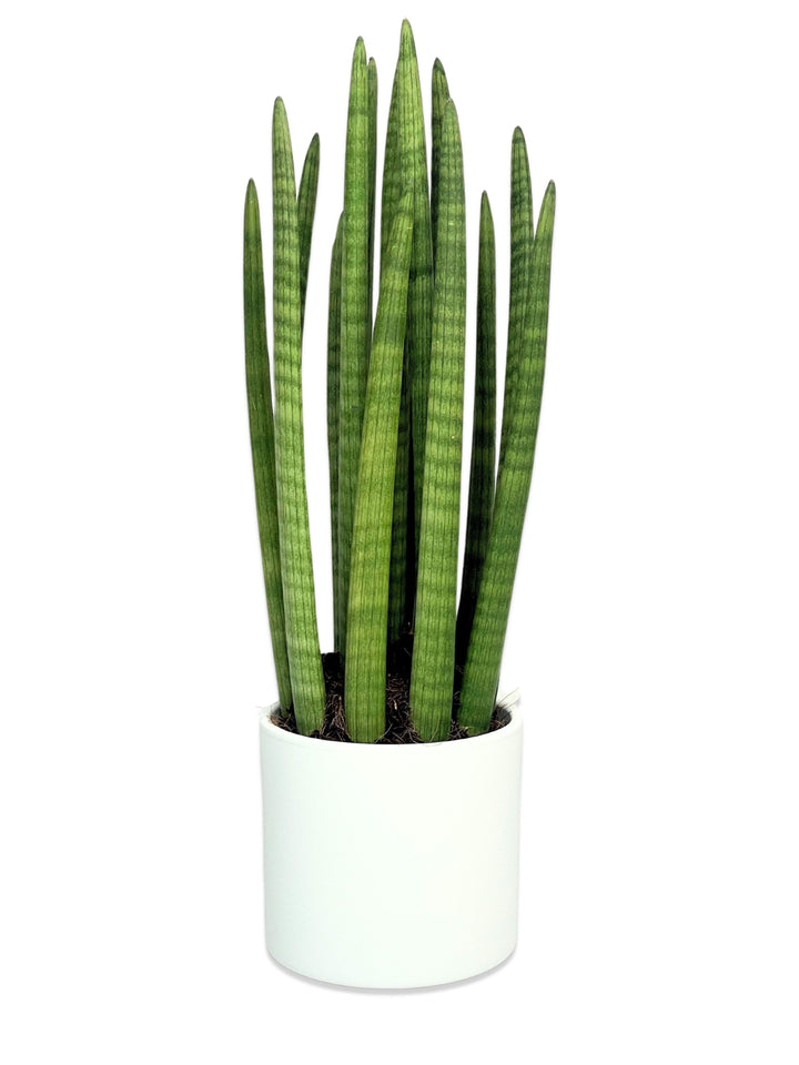 Immagine di una pianta Sansevieria in vaso bianco, con foglie lunghe e sottili di colore verde scuro con striature chiare.