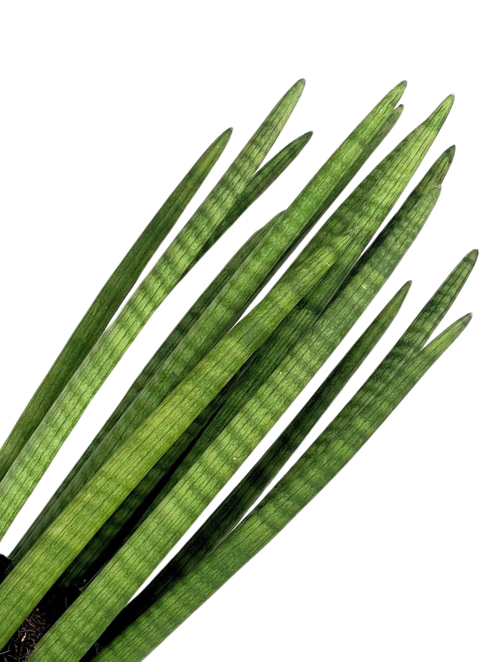 Questa immagine mostra una vista ravvicinata delle foglie cilindriche della Sansevieria cylindrica, mettendo in risalto la loro disposizione compatta e le loro venature orizzontali più scure. Le foglie hanno una forma allungata e affusolata con un verde brillante, ideale per decorare ambienti interni grazie alla sua resistenza e al minimo bisogno di cure.