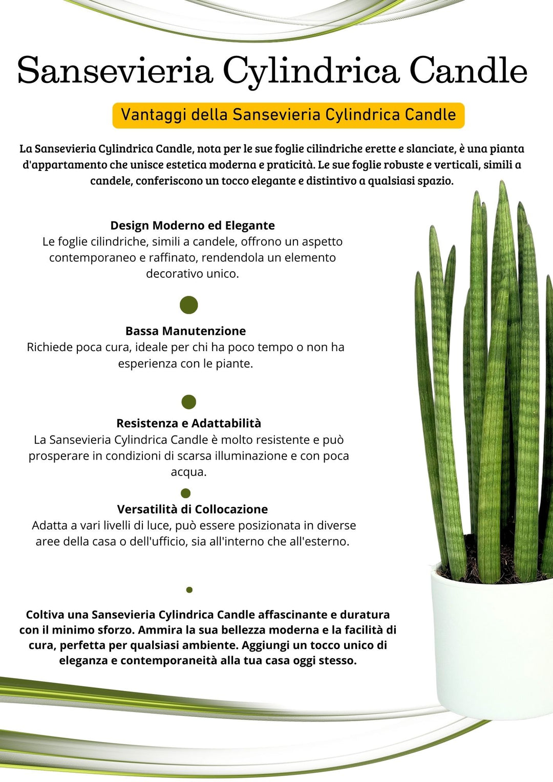 Sansevieria Cylindrica Candle - Altezza Pianta 65 cm, Vaso di Ceramica Diametro 20 cm