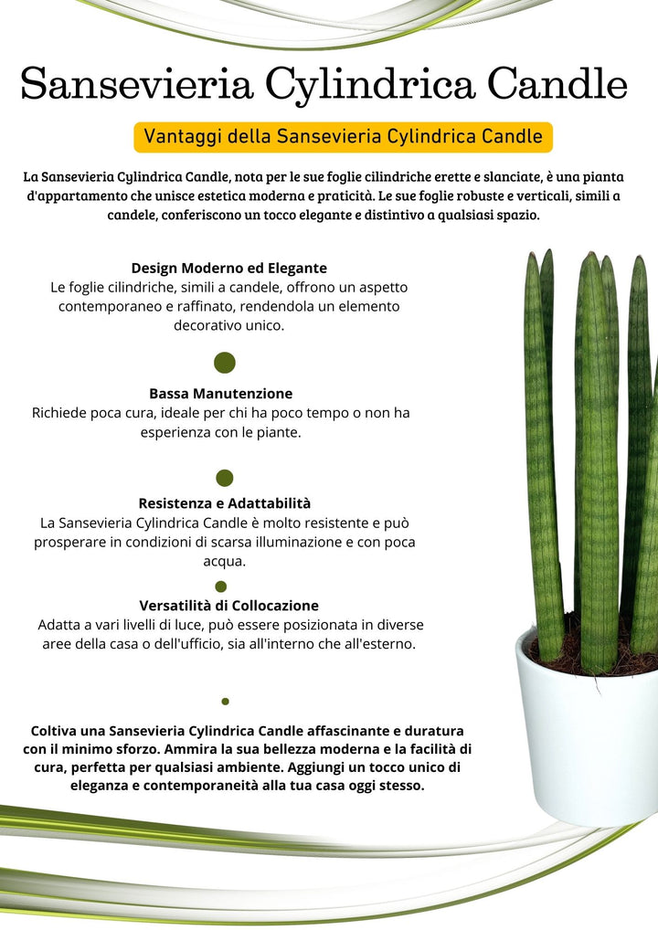 Sansevieria Cylindrica Candle - Altezza Pianta 45 cm, Vaso di Ceramica Diametro 13 cm