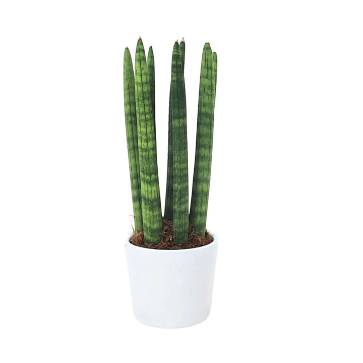 Pianta Sansevieria cylindrica candle completa, in vaso da 8 cm, altezza circa 25 cm
