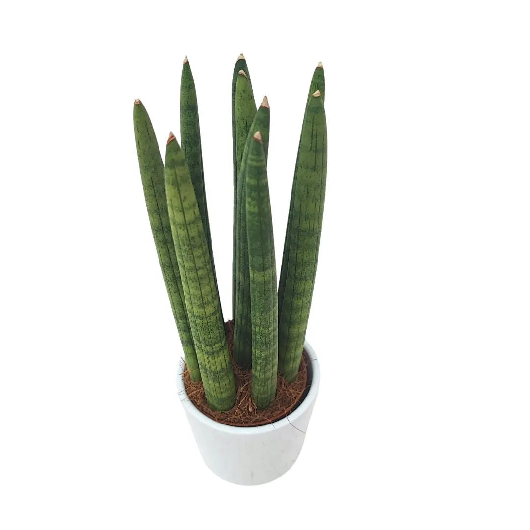 Vista superiore della Sansevieria cylindrica in vaso, evidenzia la disposizione delle foglie