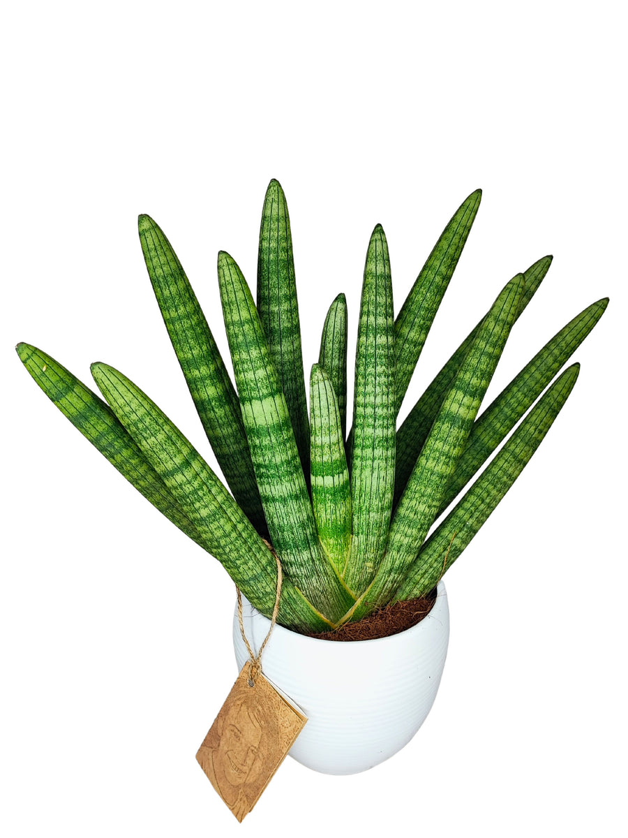 Questa immagine mostra una pianta di Sansevieria cylindrica in un vaso bianco, con le sue foglie lunghe, spesse e di forma cilindrica disposte in maniera radiale. La Sansevieria è caratterizzata da foglie di colore verde intenso con bande orizzontali più scure, ed è conosciuta per la sua capacità di purificare l'aria e la sua facilità di manutenzione. È perfetta per decorare spazi interni moderni, grazie al suo aspetto elegante e minimale.