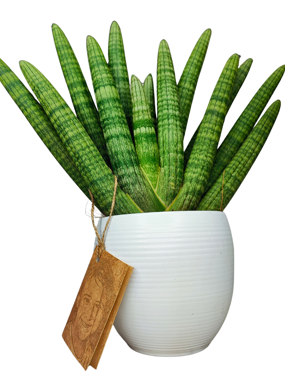 Questa è un'altra immagine di una Sansevieria cylindrica, con le sue foglie cilindriche disposte in modo simmetrico. La pianta è in un elegante vaso bianco con un'etichetta in legno naturale che aggiunge un tocco artigianale. Questo tipo di pianta è noto per la sua resistenza e adattabilità a vari ambienti, perfetta per interni moderni e minimalisti. L'insieme crea un contrasto armonioso tra il verde delle foglie e il bianco del vaso, ideale per decorare spazi contemporanei.